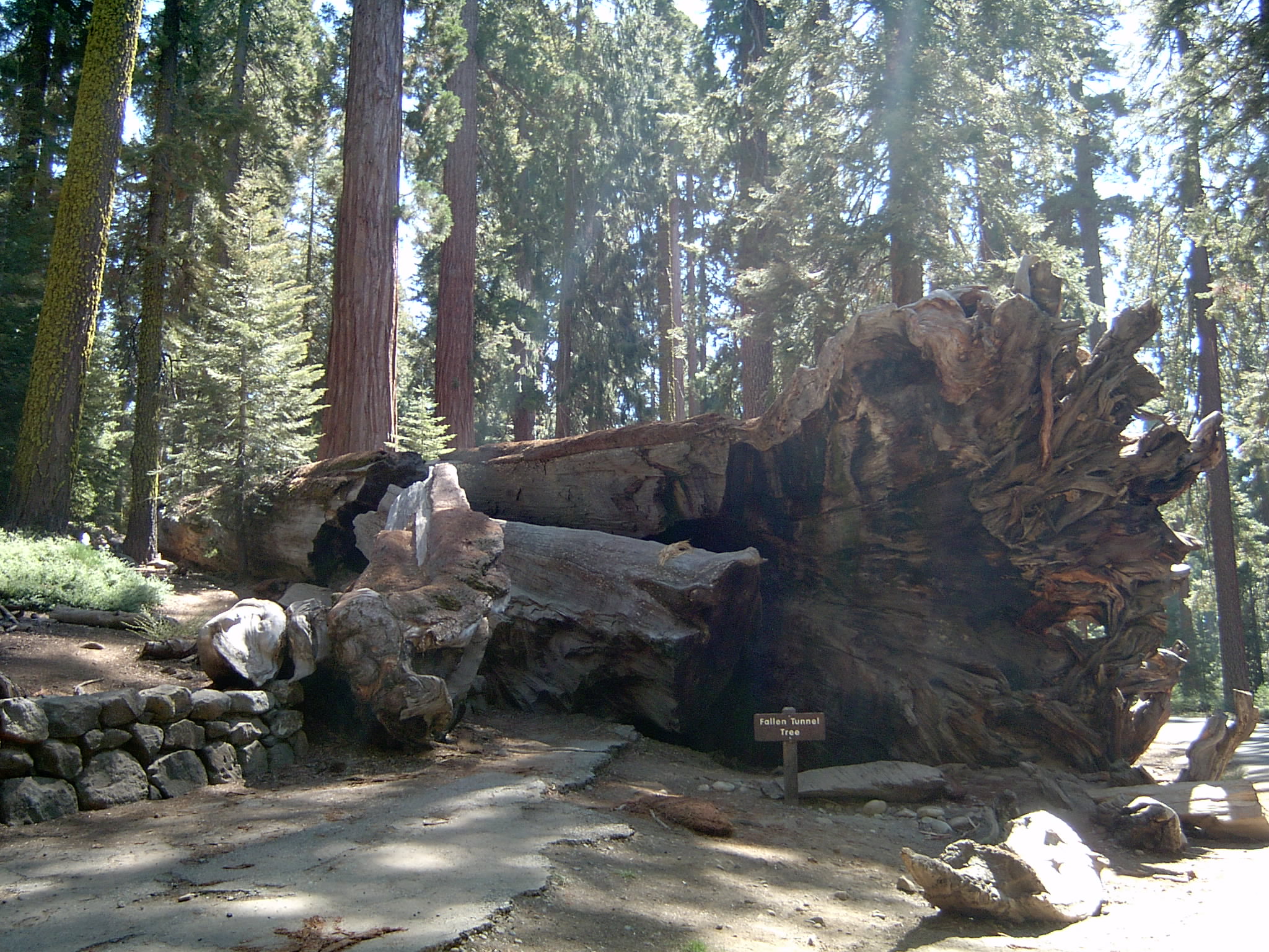 Fallen Tunnel Tree, 1968 umgefallen
