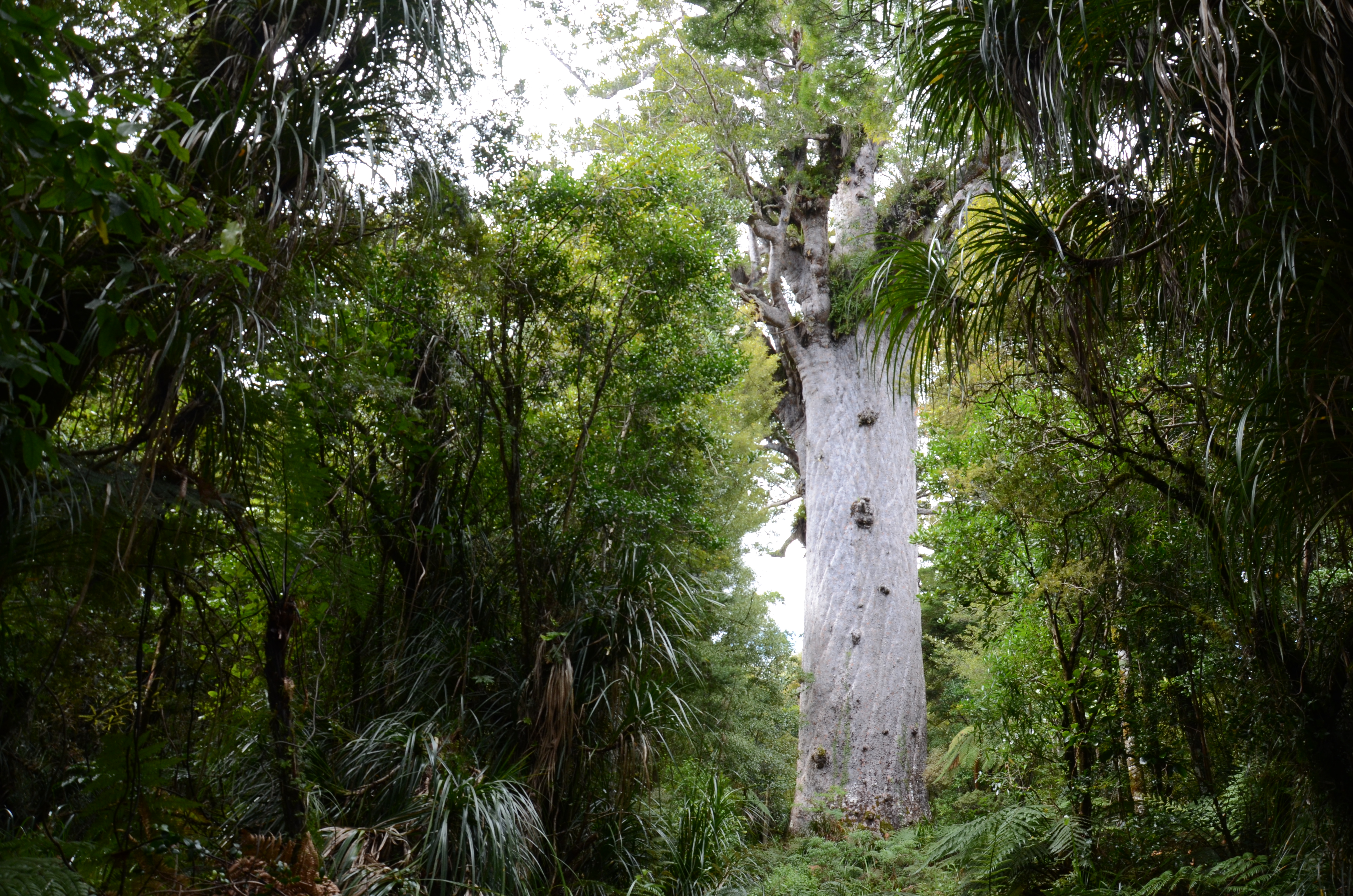 Der 2500 Jahre alte Tane Mahuta ist der groesste lebende Kauri.
